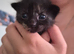 6 kittens for sale