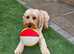 Stud Dog Available - Meet Teddy the Cockapoo!