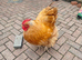 Buff Orpington Male and female chickens for sale