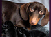 3 beautiful miniature daschunds