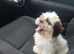 Shih tzu puppy