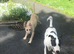 Lurcher
