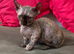 Beautiful Rare Sphynx Dwelf Female Kitten
