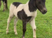 SPSBS registered piebald colt