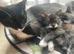 Kittens are looking for a new home
