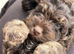 Gorgeous F1 cockapoo puppies