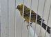 BEAUTIFUL GOLD LIZARD CANARY