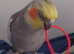 Hand tame male cockatiel