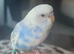 Beautiful tame budgies