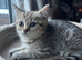 British shorthair male kitten