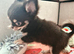 Male chihuahua - Fully Health Tested Parents