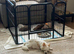 Gorgeous Very Small Apple Head,Cream Long Haired Russian Chihuahua Beautiful quality