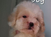 Shihpoos READY TO LEAVE NOW