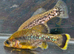 QUALITY TROPICAL LIVEBEARERS by pairs ; Limias - ZOOGONICHTHYS "TEQUILA"- AMECA SPLENDENS -CARACAUDON LATERALIS  RED