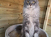 Maine Coon Male For Sale