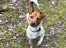Proven miniature Jack Russell
