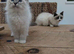 Stunning pedigree ragdolls