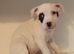 Staffordshire bull terrier pups