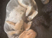 Dashhound puppies