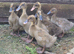 Ducklings . 8 available