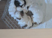 Beautiful shihtzu