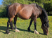 In foal welsh cob type