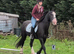 14.2h 13yr old second pony