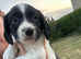 3/4 cocker 1/4 springer pups