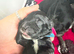 GORGEOUS FB1 COCKAPOO PUPPIES – AVAILABLE FROM 21ST OCTOBER 5 boys available