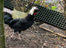 I have 5 young Male Polish Chicken around 13 week old from Ipswich £15 Each