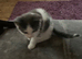 Kittens still available