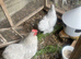 Lavender pekin bantam