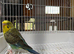 Black wing budgies available