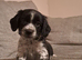 beautiful, chunky playful sprocker F1