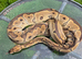 Royal pythons for sale