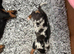 Pure-bred Mini Dachshund Puppies – Ready For Their Forever Homes!