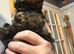 Female kitten