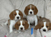 beagle x cavalier puppies