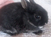 10 week old netherland dwarf rabbit