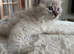 Female ragdoll