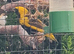 Yellow crowned bishop cock bird
