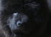 Stunning black chow chow