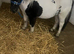 Mini Shetland filly