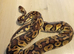 Ball pythons for sale