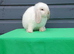 Purebred mini lops REDUCED TO SELL