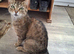 Grey Tabby Female Cats Looking for Their Forever Home