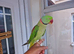 Tamed Alexanderian taking Parrot
