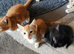 Kittens