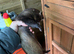 Ferret