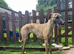 Bedlington whippet